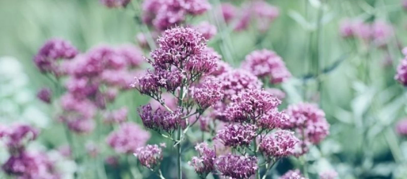 Βαλεριάνα: Ποια είναι η σωστή χρήση του φυτικού ηρεμιστικού - Πώς να αποφύγουμε πιθανές παρενέργειες